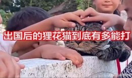 国产咪咪,引领时尚潮流的本土品牌新势力